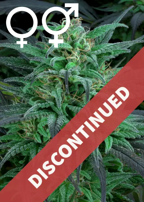 Biddy Early by Serious Seeds, Photoperiod cannabis strain