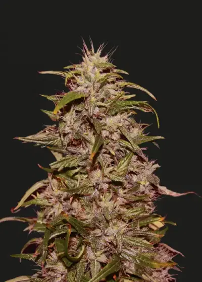 Big Altai Sativa Express by Kalashnikov Seeds, Photoperiod cannabis strain