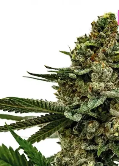 Big Amnesia Haze Autoflower by Hy-seeds, Autoflower cannabis strain