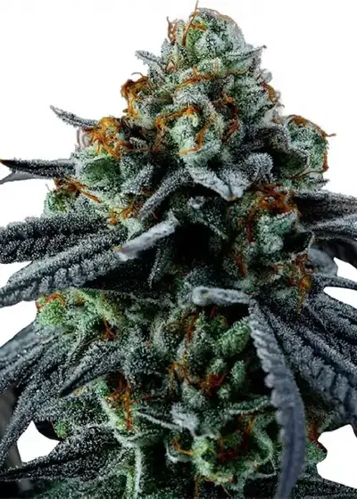 Big Amnesia x Blueberry Autoflower by Hy-seeds, Autoflower cannabis strain