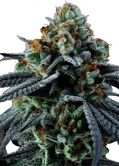 Big Amnesia x Blueberry Autoflower by Hy-seeds, Autoflower cannabis strain