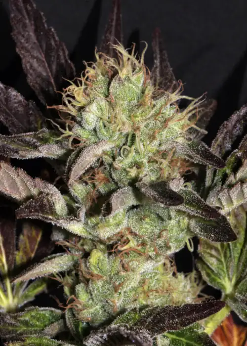 Big Apple Cookies by Mamiko Seeds, Photoperiod cannabis strain