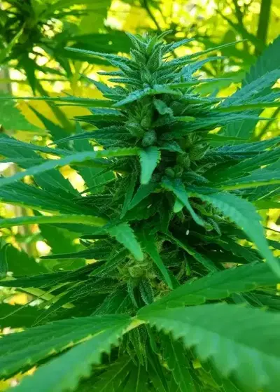 Big Auto Tao by Top Tao Seeds, Autoflower cannabis strain