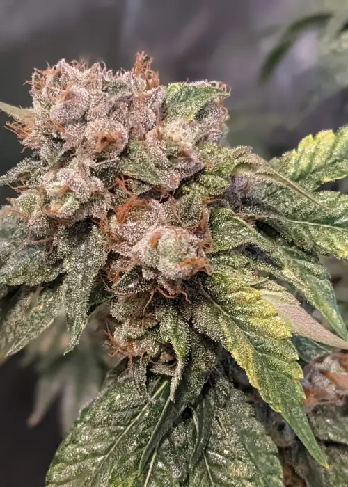 Big Bad Wolf 2.0 by Humboldt CSI, Photoperiod cannabis strain