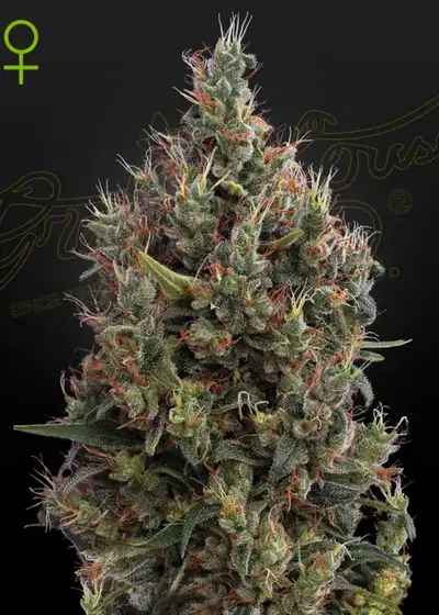 Big Bang Auto cannabis strain