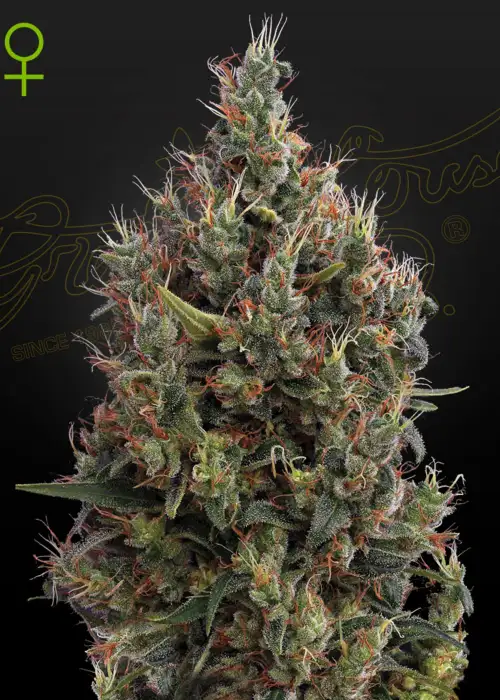 Big Bang Auto by Green House Seed Co., Autoflower cannabis strain