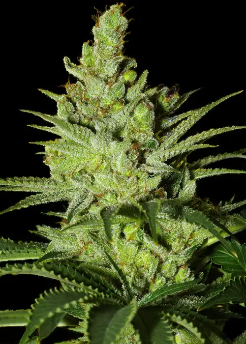 Big Berry Kush by Big Seedbank, Photoperiod cannabis strain