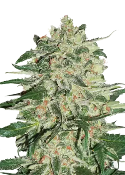 Big Bud Autoflower by Seeds Genetics Co., Autoflower cannabis strain