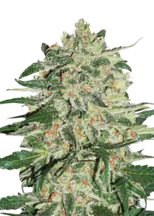Big Bud Autoflower by Seeds Genetics Co., Autoflower cannabis strain
