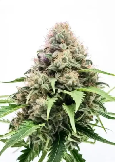 Big Bud Fast Version by Herbies USA Express, Photoperiod cannabis strain