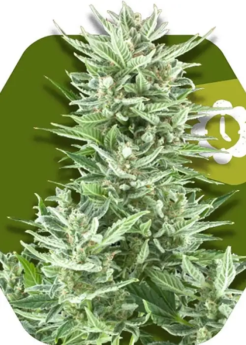 Big Bud XXL Autoflowering by Zambeza, Autoflower cannabis strain