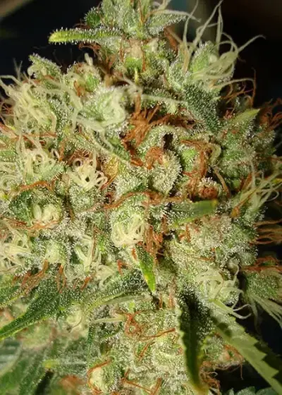 Big Bud XXL by Ministry of Cannabis, Photoperiod cannabis strain