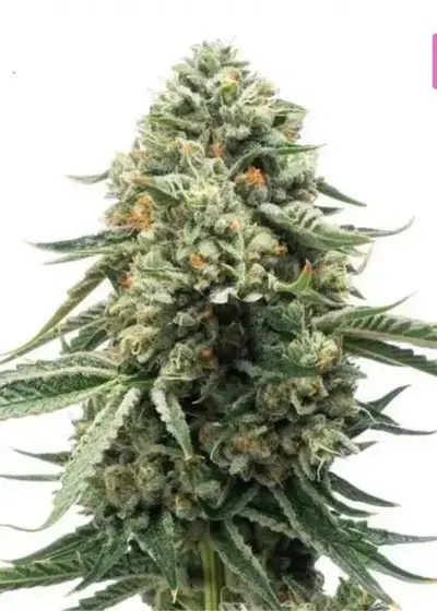 Big Cheese Autoflower by Hy-seeds, Autoflower cannabis strain