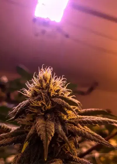 Big City Lights by Norstar Genetics, Photoperiod cannabis strain