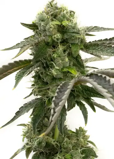 Big Devil Auto® cannabis strain