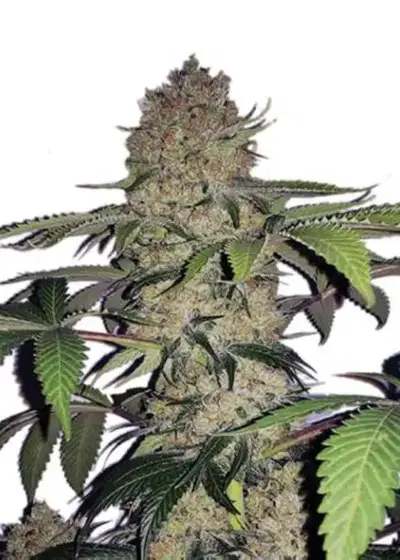 Big Devil XXL Auto by Cannabiorganic genetics, Autoflower cannabis strain