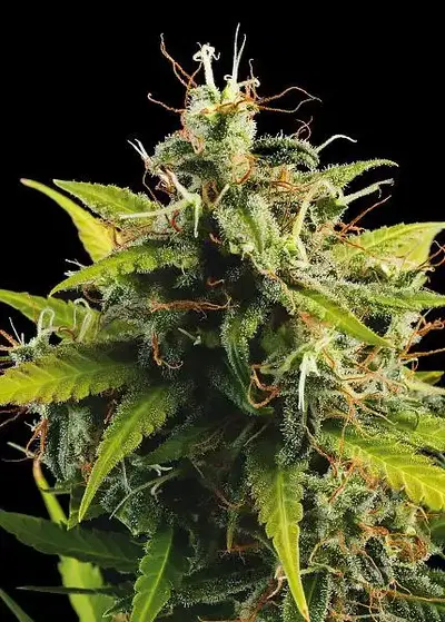 Big Easy Auto by Freedom Seeds, Autoflower cannabis strain