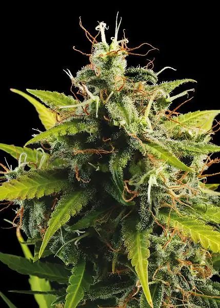Big Easy Auto by Freedom Seeds, Autoflower cannabis strain