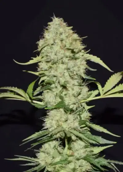 Big Fat Wedding Cake by Dutchfem, Photoperiod cannabis strain