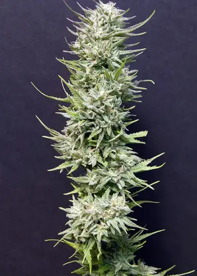Big Freeze by Big Head Seeds, Photoperiod cannabis strain
