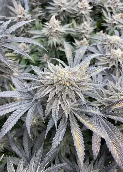 Big League by Square One Genetics, Photoperiod cannabis strain