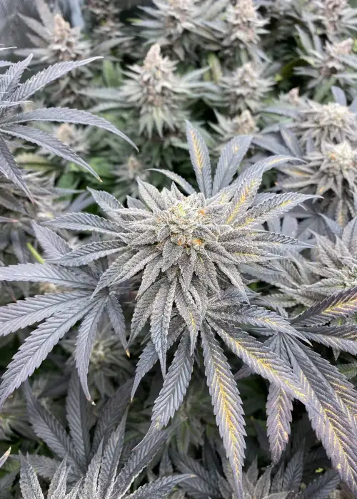 Big League by Square One Genetics, Photoperiod cannabis strain