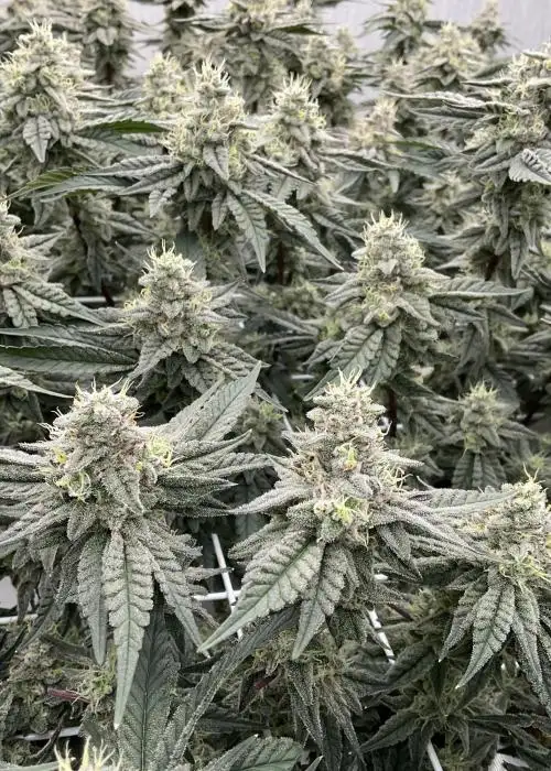 Big Ripper1 by Exotic Genetix cannabis strain