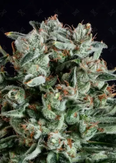 Big Shark by Genofarm, Photoperiod cannabis strain