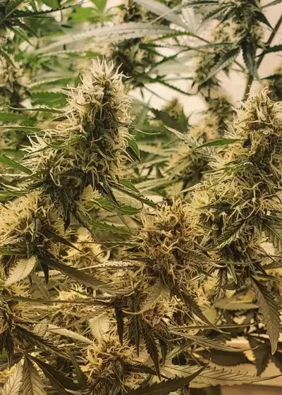 Big Stilton Auto by Big Head Seeds, Autoflower cannabis strain