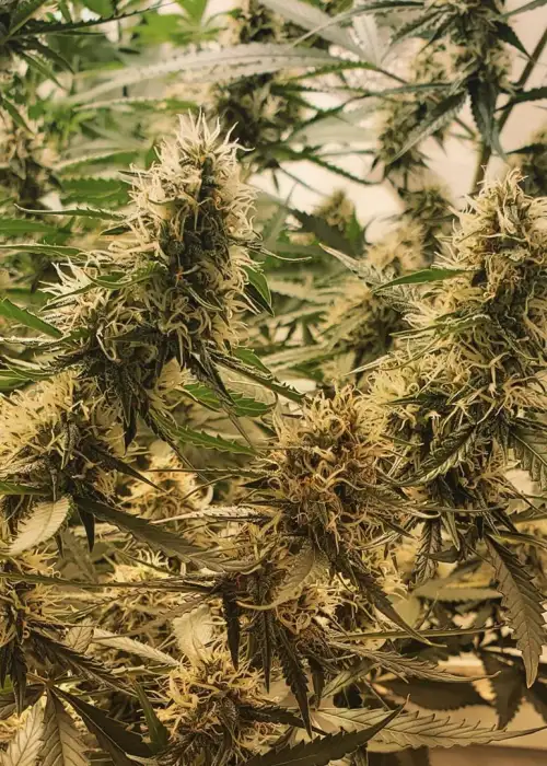 Big Stilton Auto by Big Head Seeds, Autoflower cannabis strain