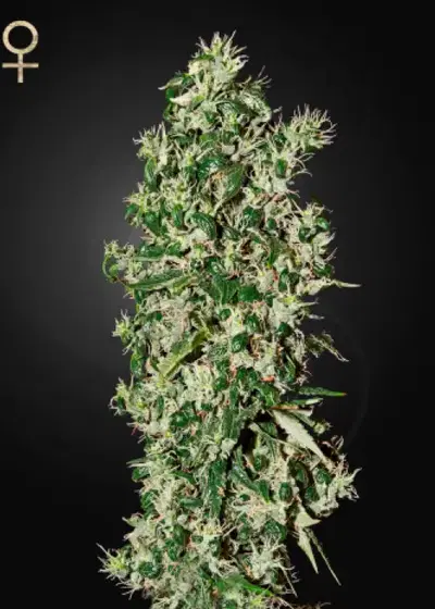 Big Tooth by Strain Hunters, Photoperiod cannabis strain