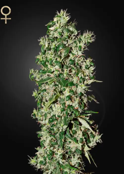 Big Tooth by Strain Hunters, Photoperiod cannabis strain