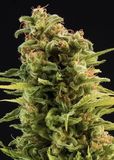 Big Trip by Freedom Seeds, Photoperiod cannabis strain