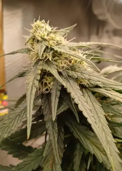 Big Yield Auto by Phoenix Seeds, Autoflower cannabis strain