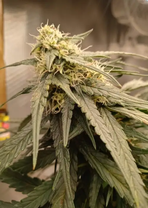 Big Yield Auto by Phoenix Seeds, Autoflower cannabis strain
