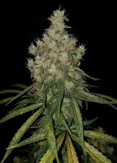 Big Zkitt by Big Seedbank, Photoperiod cannabis strain