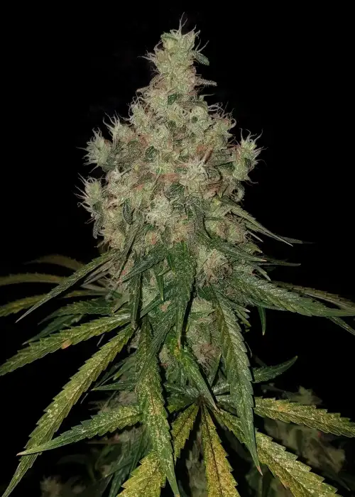 Big Zkitt by Big Seedbank, Photoperiod cannabis strain
