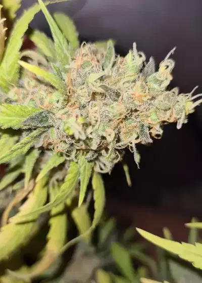 Biggest Bud by Victory Seeds, Photoperiod cannabis strain