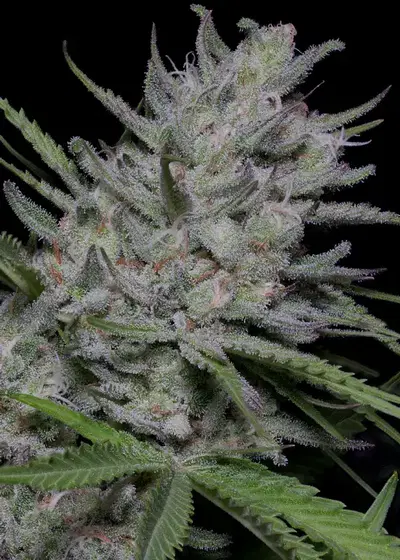 Bighead Superfast Auto by Big Head Seeds, Autoflower cannabis strain