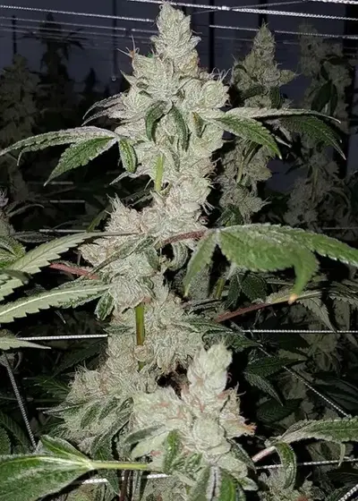 Bilzerian by Jungle Boys, Photoperiod cannabis strain