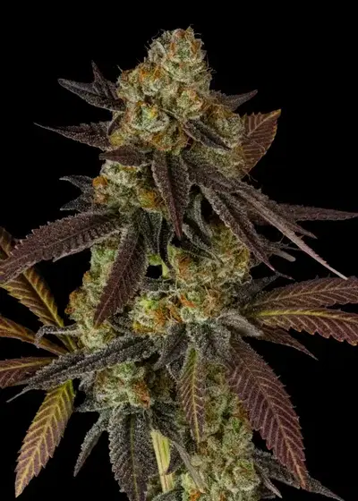 Bird Blood by Dirty Bird Genetics, Photoperiod cannabis strain