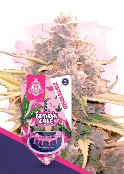 Birthday Cake Automatic by Zamnesia Seeds, Autoflower cannabis strain