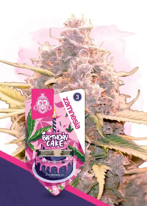 Birthday Cake Automatic by Zamnesia Seeds, Autoflower cannabis strain