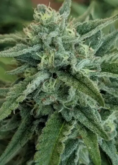 Birthday Funk by Cannarado Genetics, Photoperiod cannabis strain