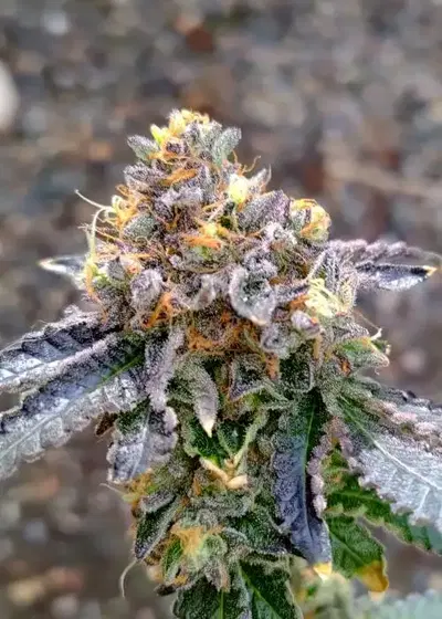 Biscochi by Umami Seed Co, Photoperiod cannabis strain