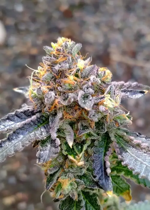 Biscochi by Umami Seed Co, Photoperiod cannabis strain