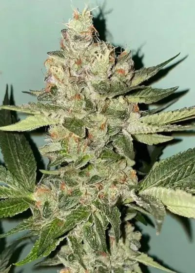 Biscotti 2.0 by The Plug Seedbank, Photoperiod cannabis strain