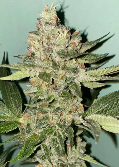 Biscotti 2.0 by The Plug Seedbank, Photoperiod cannabis strain