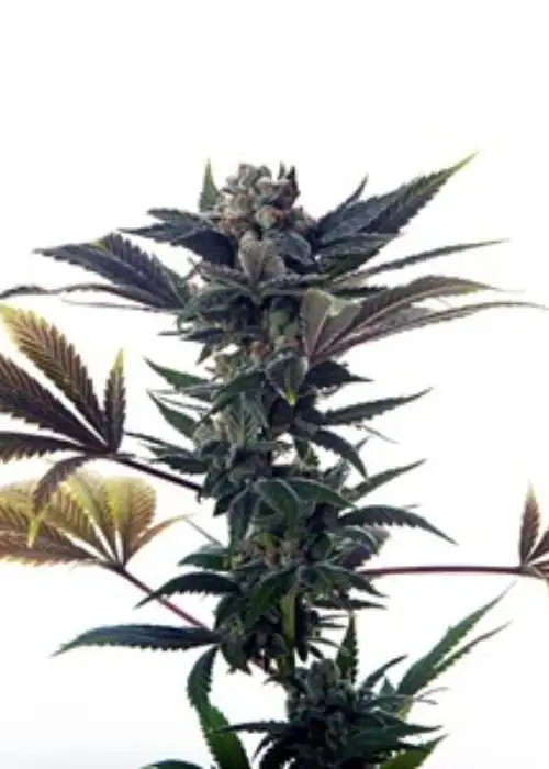 Biscotti Ice Cream by Mosca Seeds, Autoflower cannabis strain