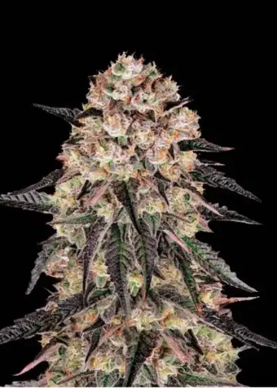 Biscotti Skunk by Quebec Cannabis Seeds QCS, Photoperiod cannabis strain
